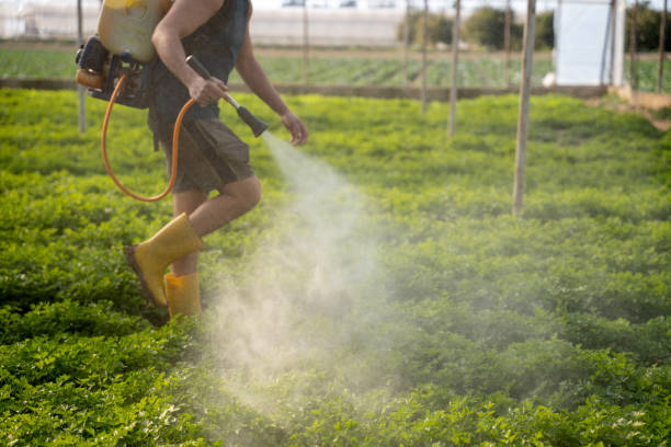 Flea Control Services in Broadmoor, CA