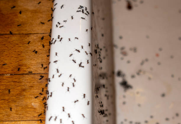 Best Flea Control Services  in Broadmoor, CA