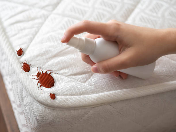 Best Termite Control Services  in Broadmoor, CA